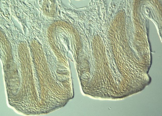 兔子味蕾斷面，微分干涉對(duì)比顯微鏡
