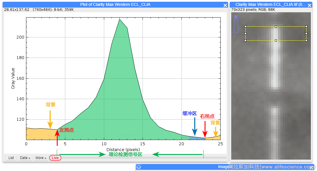 Image J Plot Profile評(píng)估選區(qū)邊界-2