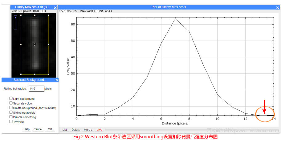 Fig.2 Western Blot條帶采用默認(rèn)smoothing設(shè)置扣除背景后圖像強(qiáng)度分布圖.jpg