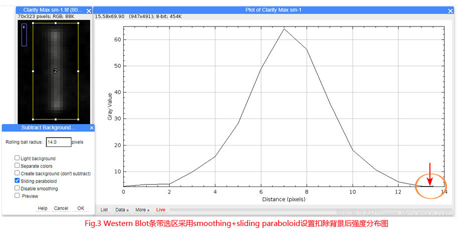 Fig.3 Western Blot條帶采用smoothing+sliding paraboloid設(shè)置扣除背景后圖像強(qiáng)度分布圖.jpg