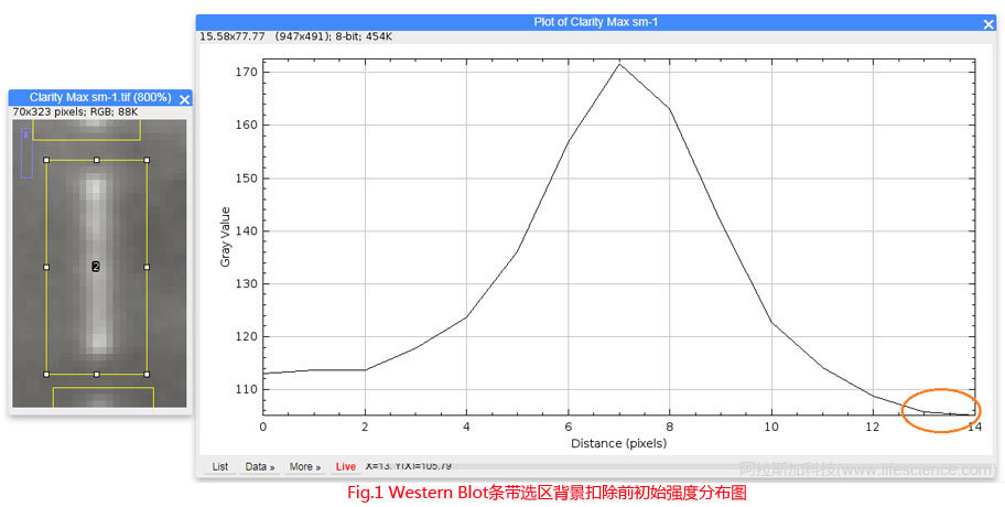 Fig 1 背景扣除前Western Blot條帶選區(qū)圖像初始信號(hào)強(qiáng)度分布圖.jpg