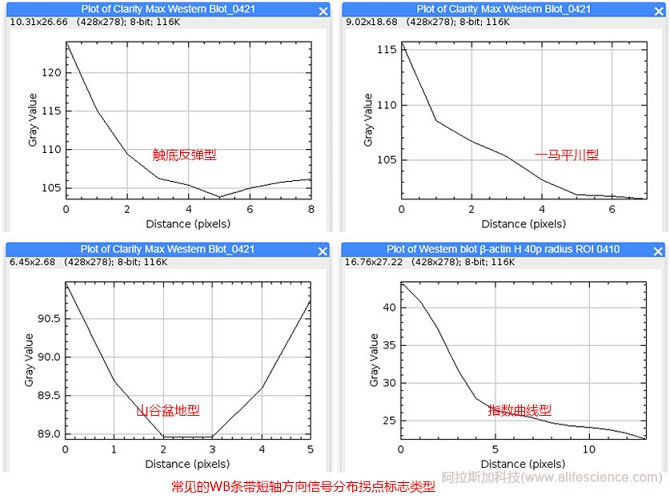 WB條帶短軸方向信號(hào)分布拐點(diǎn)標(biāo)志.jpg