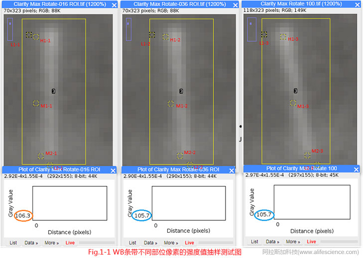 圖1-1 圖像旋轉前后WB條帶不同部位像素的強度值抽樣測試圖.jpg