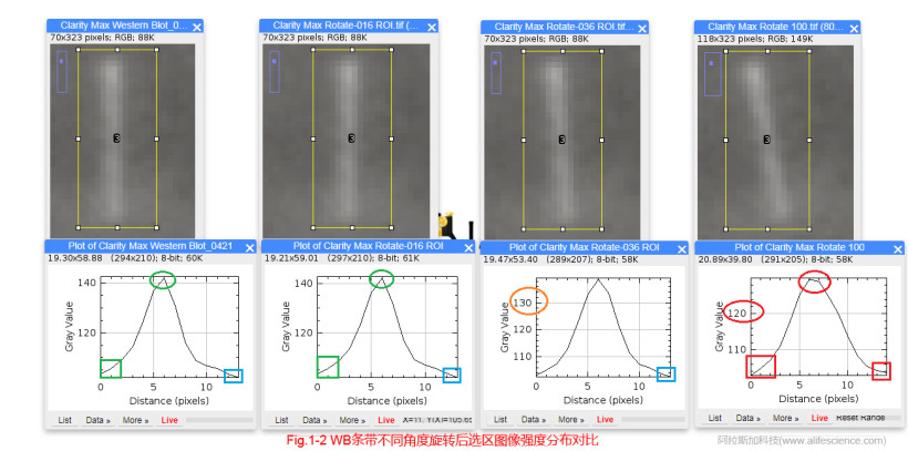 Fig 1-2 WB條帶不同角度旋轉后選區(qū)圖像強度分布對比.jpg