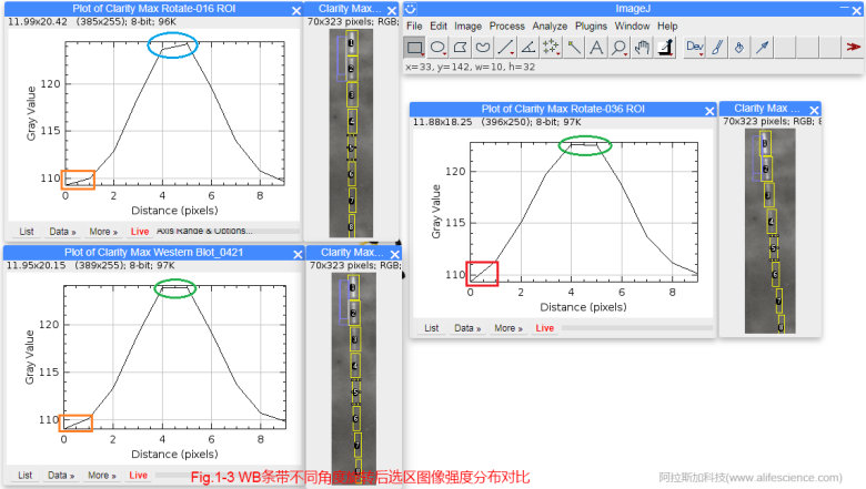 蜂蜜瀏覽器_Fig.1-3 WB條帶不同角度旋轉后選區(qū)圖像強度分布對比.jpg