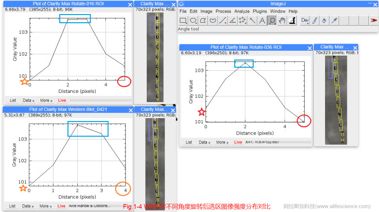 蜂蜜瀏覽器_Fig 1-4 WB條帶不同角度旋轉后選區(qū)圖像強度分布對比.jpg