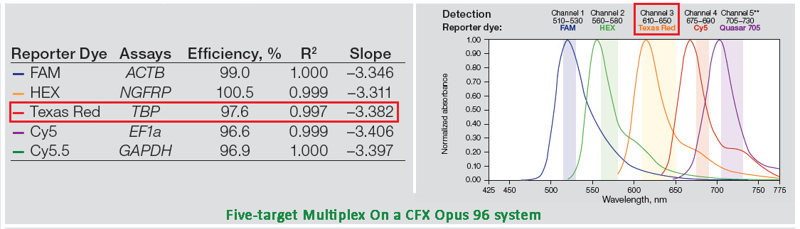 CFX Opus 96 實(shí)時(shí)熒光定量PCR儀5-target Multiplex檢測(cè)方案.jpg