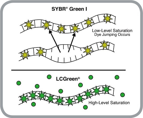 實時熒光定量PCR儀LC Green和SYBR Green I標記染料工作原理.jpg