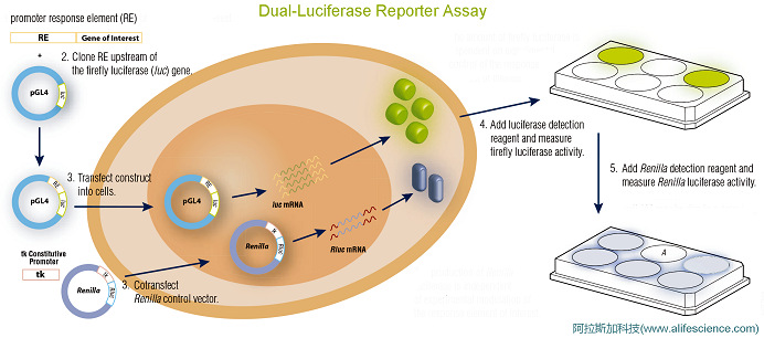 雙熒光素酶報告基因檢測系統(tǒng)DLR基本原理示意圖.jpg