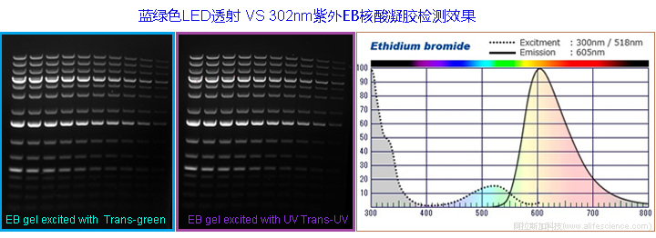 iBright FL1500 藍(lán)綠透射光源用于EB凝膠的檢測(cè).jpg