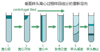  Optima XE-90超速離心機垂直轉(zhuǎn)頭密度梯度分離原理演示圖.jpg