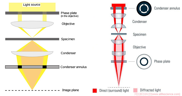 倒置顯微鏡相襯對(duì)比技術(shù)成像原理圖.jpg